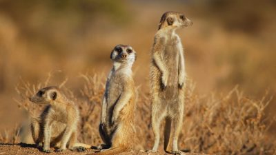 The surprising complexity of mammal movement today