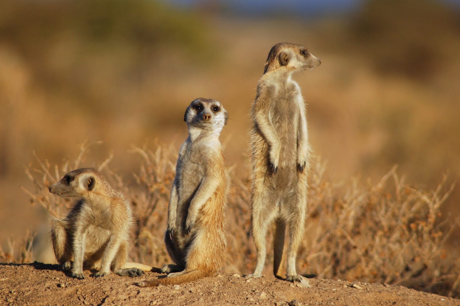 The surprising complexity of mammal movement today