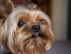 Tiny Teacup Yorkie Launches Fashion Trend with Dad’s Sock Tiny Teacup Yorkie Launches Fashion Trend with Dad’s Sock