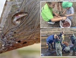 Young Volunteers Catch Tiny Eels in NYC to Support Science