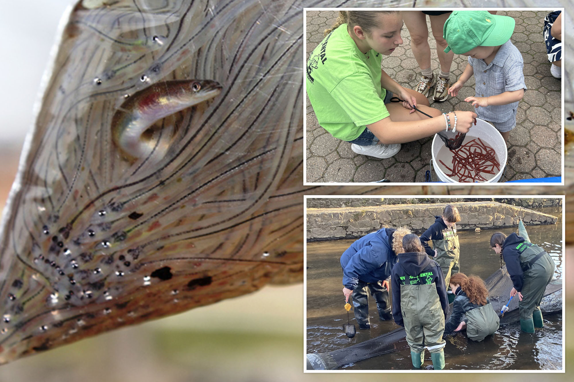 Young Volunteers Catch Tiny Eels in NYC to Support Science