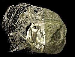 Beneath Lizard Skin: Hidden Bony Structures Found in More Species Than Expected Beneath Lizard Skin: Hidden Bony Structures Found in More Species Than Expected