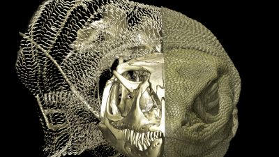 Beneath Lizard Skin: Hidden Bony Structures Found in More Species Than Expected