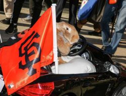 How Alex the Great’s Owners Honor the ‘Rally Rabbit’ Legacy That Touched All