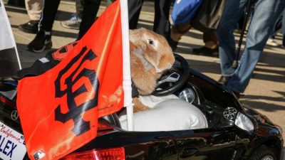 How Alex the Great’s Owners Honor the ‘Rally Rabbit’ Legacy That Touched All