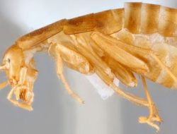 MSU Scientists Uncover New Cockroach Species