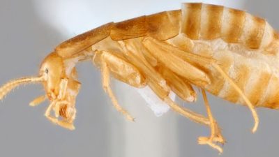 MSU Scientists Uncover New Cockroach Species
