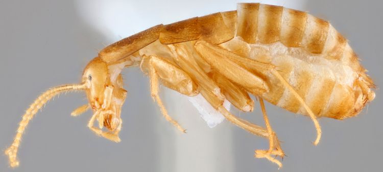 MSU Scientists Uncover New Cockroach Species