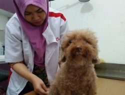 8 Anjing Paling Ramah Anak yang Membuat Rumah Lebih Ceria, Kenali Sifat Alami Mereka Sebelum Mengadopsi