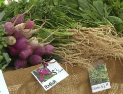 Farm to Food Bank: Combating Food Waste in Dane County