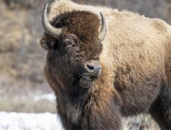 Bison Defends Against Wolf Attack in Yellowstone