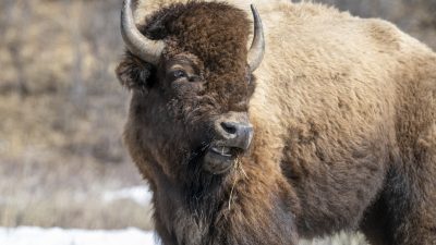 Bison Defends Against Wolf Attack in Yellowstone