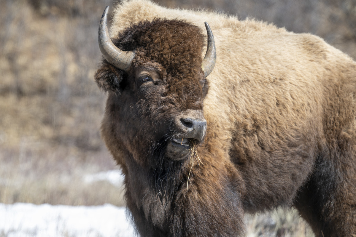 Bison Defends Against Wolf Attack in Yellowstone