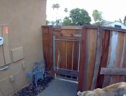 Mountain Lion Seen Near Brentwood Residence Mountain Lion Seen Near Brentwood Residence