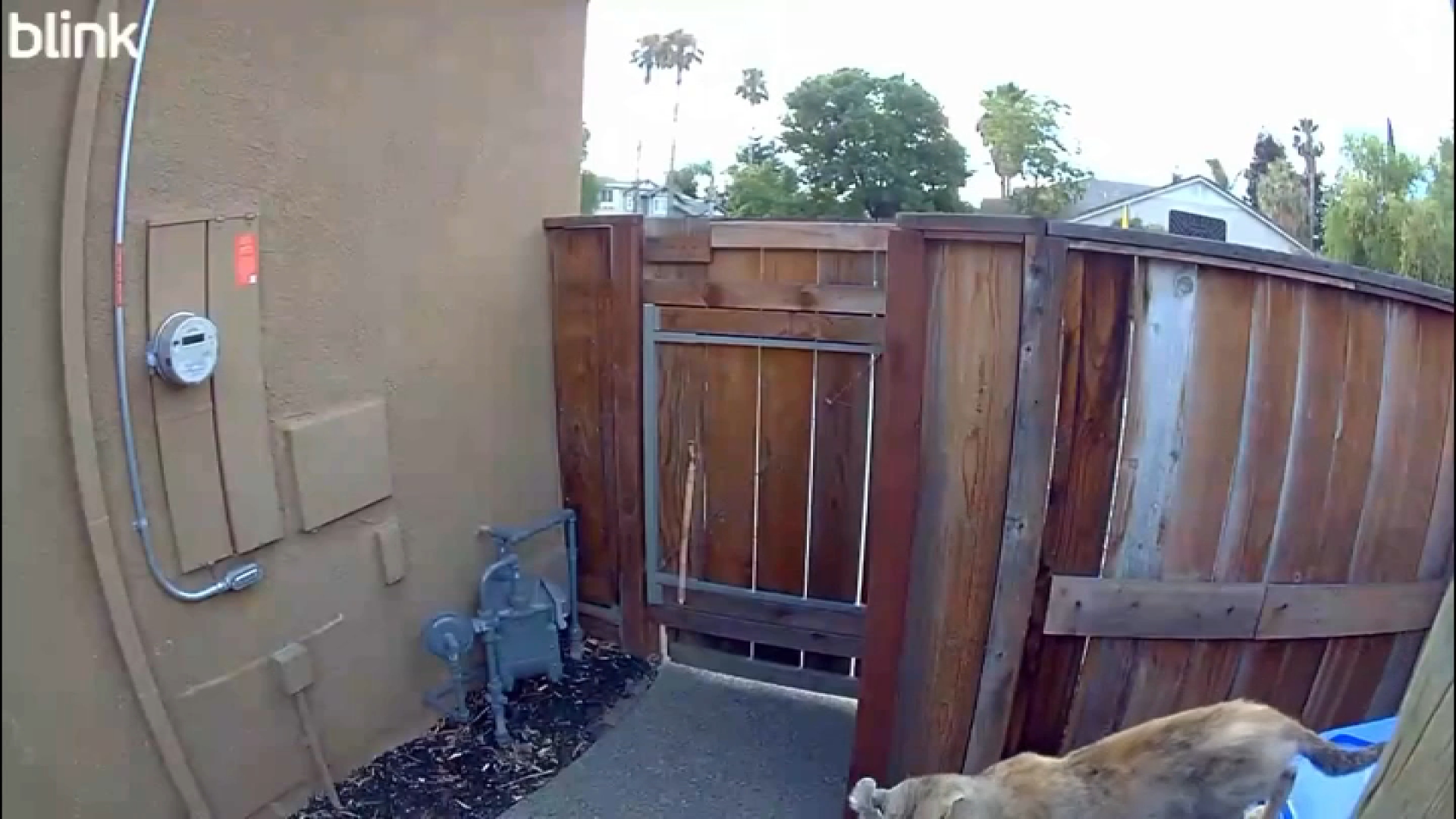 Mountain Lion Seen Near Brentwood Residence