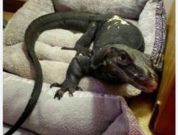 Five-foot water monitor lizard spotted near Connecticut border