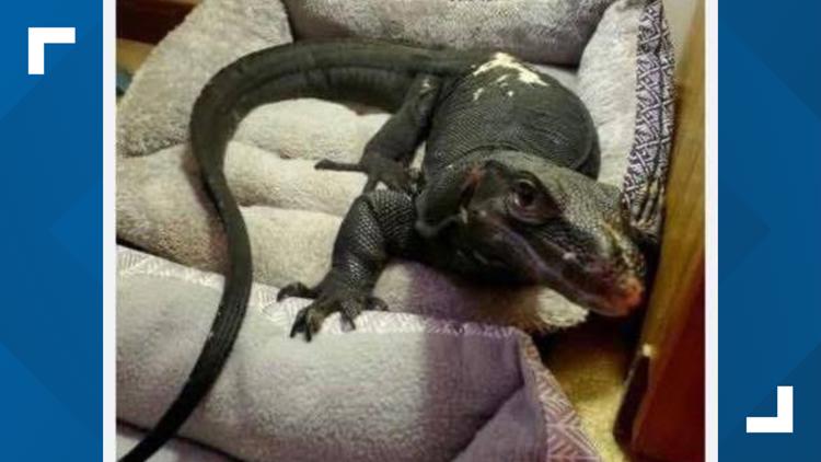 Five-foot water monitor lizard spotted near Connecticut border