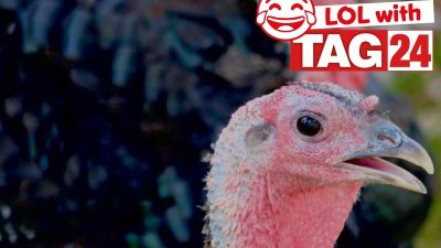 Chicken Joke of the Night: July 22, 2025