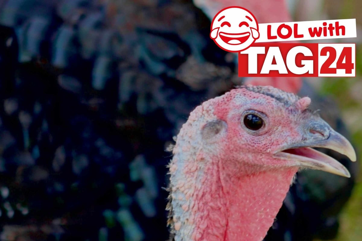 Chicken Joke of the Night: July 22, 2025
