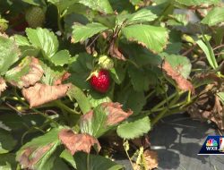 Storms Shut Down Berry Picking on Piedmont Farms
