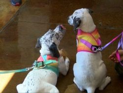 Deaf Woman’s 2,000-Mile Journey to Adopt Two Deaf Puppies in Tyler