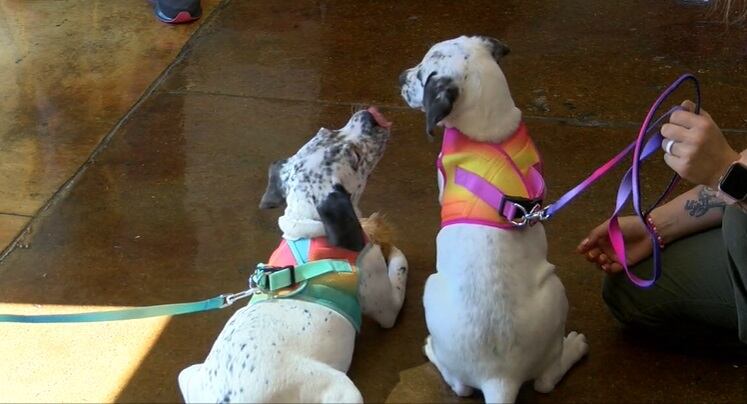 Deaf Woman’s 2,000-Mile Journey to Adopt Two Deaf Puppies in Tyler