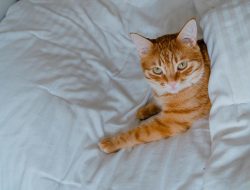 5 Alasan Kucing Kenali Namanya Sendiri 5 Alasan Kucing Kenali Namanya Sendiri