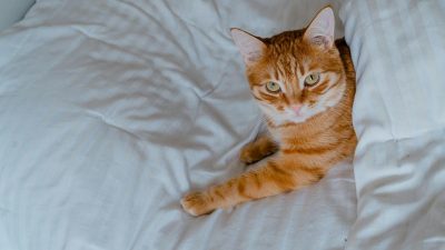 5 Alasan Kucing Kenali Namanya Sendiri