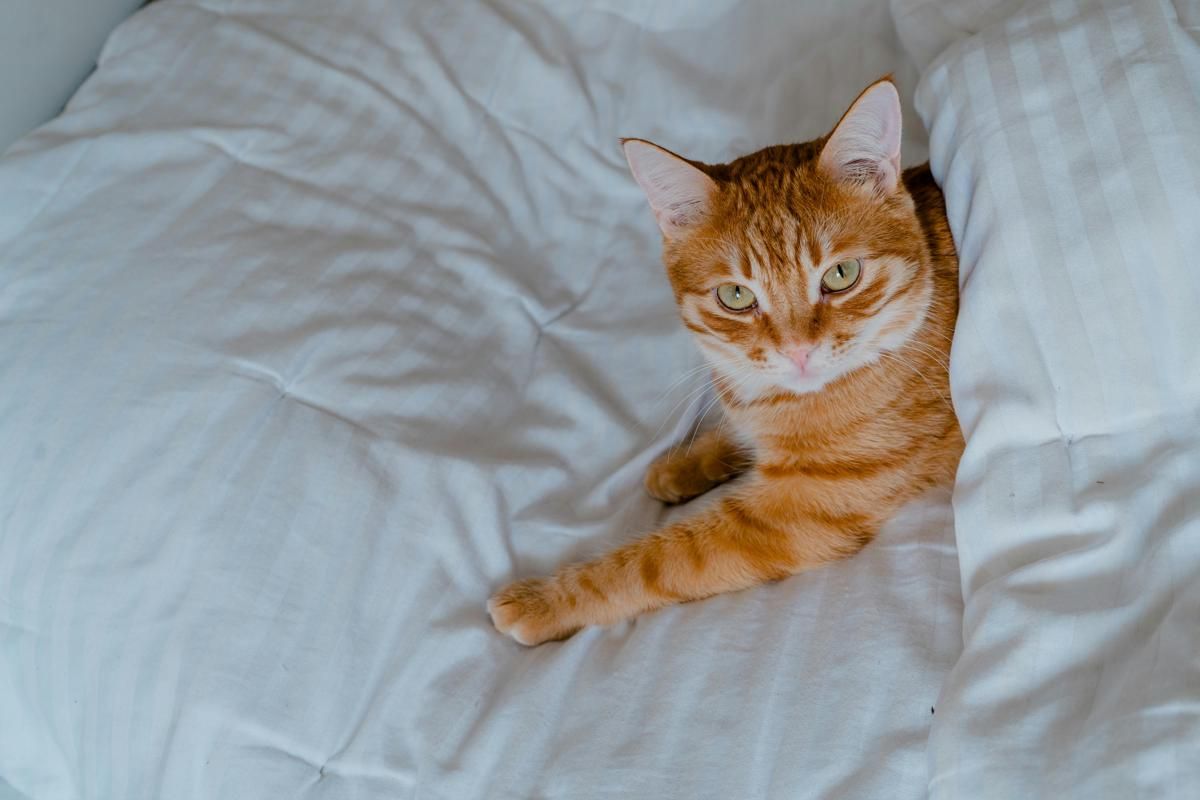 5 Alasan Kucing Kenali Namanya Sendiri