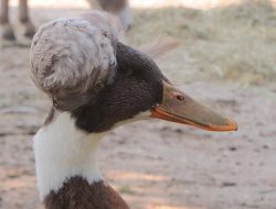 4 Fakta Menarik Burung Bebek Berjambul!