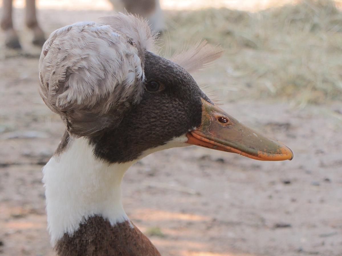 4 Fakta Menarik Burung Bebek Berjambul!