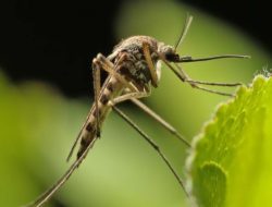 WHO Waspadai Ancaman Wabah Virus Chikungunya Global