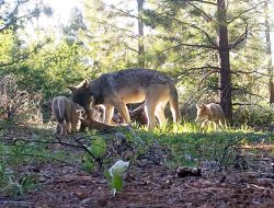 Contributor: Can We Coexist with Bears and Wolves—or Will We Kill Them?