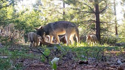 Contributor: Can We Coexist with Bears and Wolves—or Will We Kill Them?