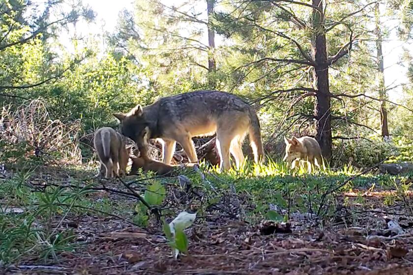 Contributor: Can We Coexist with Bears and Wolves—or Will We Kill Them?