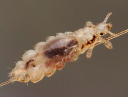 So THAT’s the Difference Between Nits and Head Lice So THAT’s the Difference Between Nits and Head Lice
