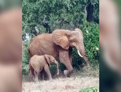 Baby Elephant’s Trunk Hides a Horrifying Secret Baby Elephant’s Trunk Hides a Horrifying Secret