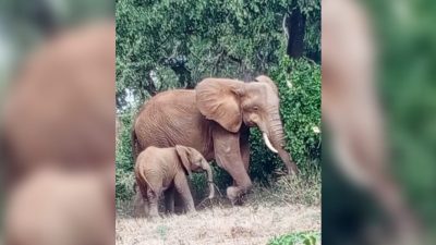 Baby Elephant’s Trunk Hides a Horrifying Secret