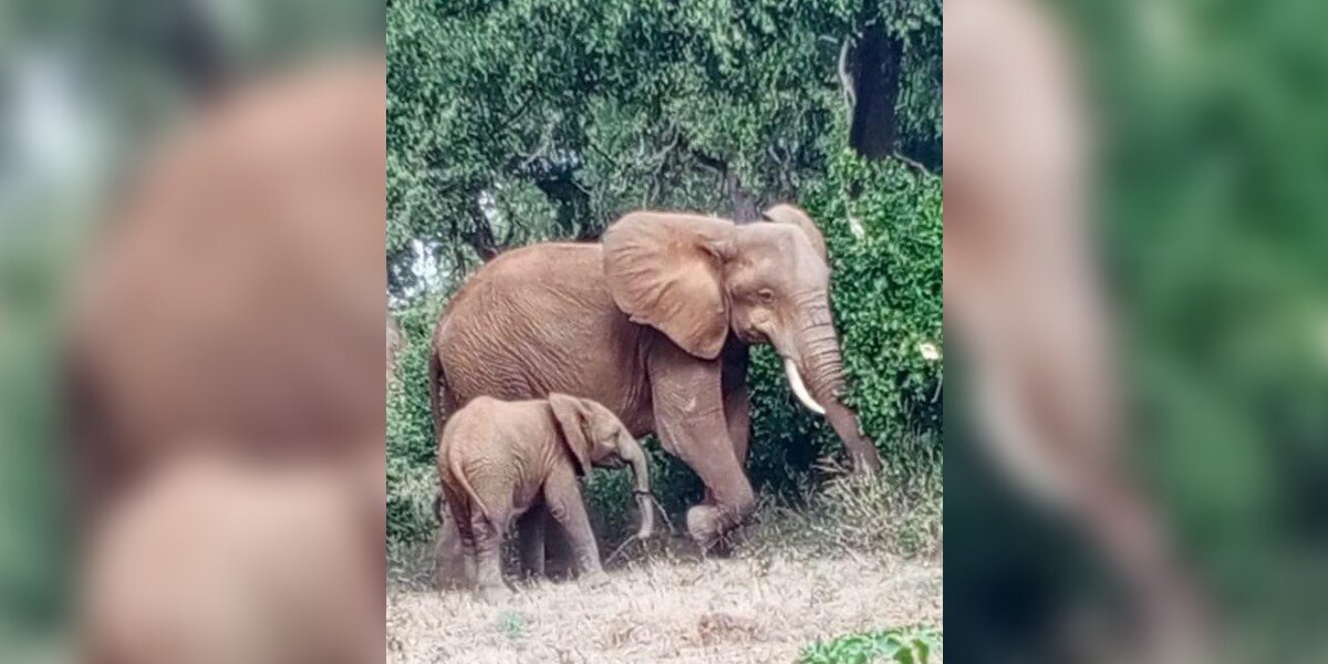 Baby Elephant’s Trunk Hides a Horrifying Secret