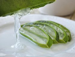 Kekuatan Ilmu Pengetahuan di Balik Keamanan Aloe Vera Kekuatan Ilmu Pengetahuan di Balik Keamanan Aloe Vera