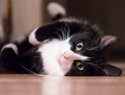 Black Cat’s British Meow Has Us Hooked