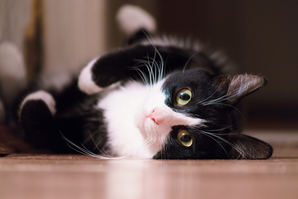 Black Cat’s British Meow Has Us Hooked