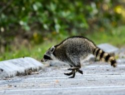Raccoon Goes Wild as Mom Announces Bath Time