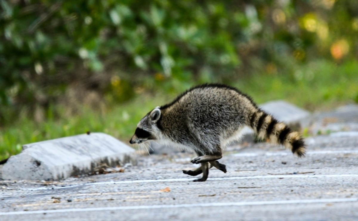 Raccoon Goes Wild as Mom Announces Bath Time