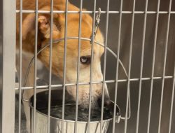 AC Unit Repaired at Onslow County Animal Services After Weekend Breakdown AC Unit Repaired at Onslow County Animal Services After Weekend Breakdown