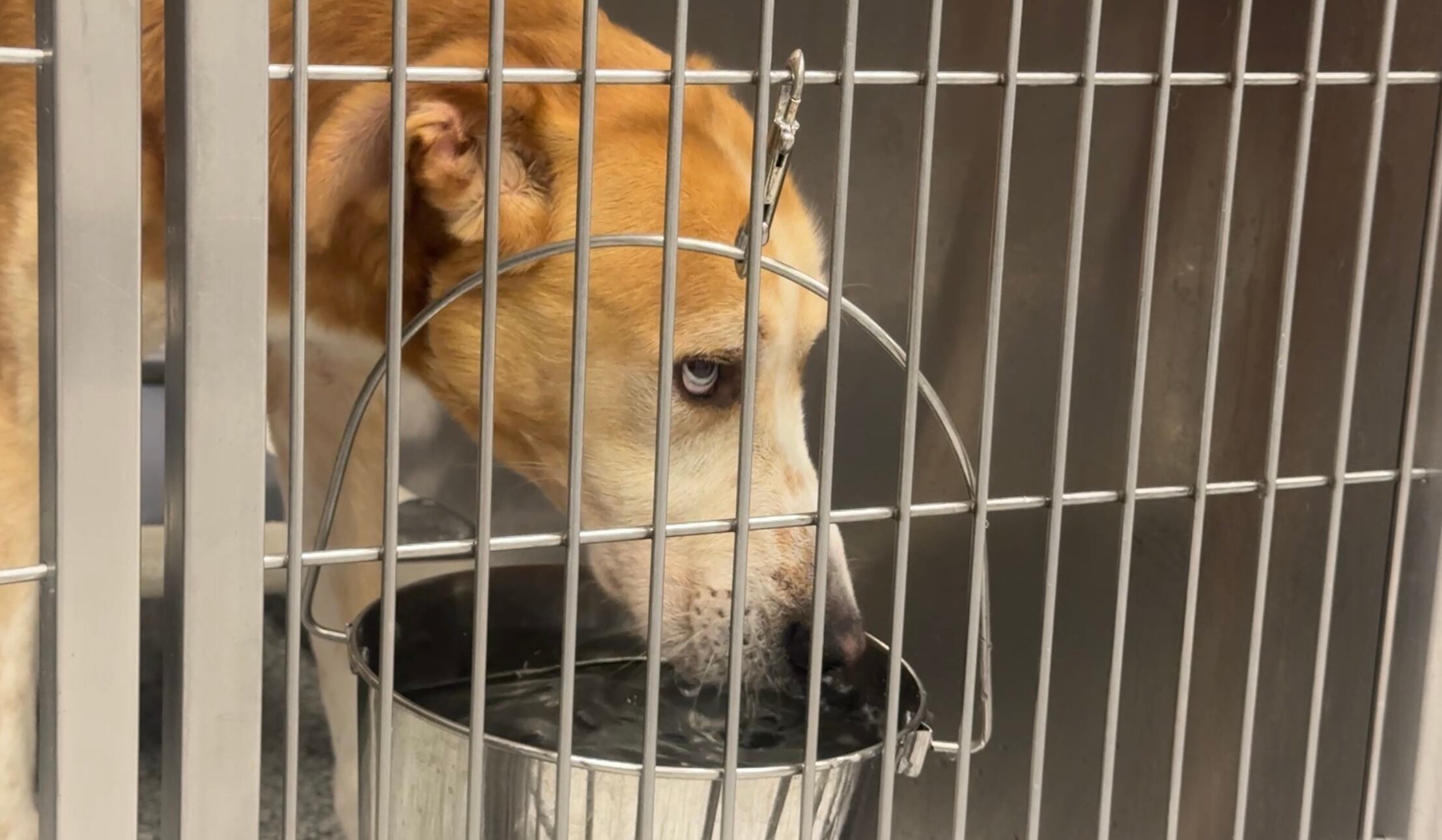 AC Unit Repaired at Onslow County Animal Services After Weekend Breakdown