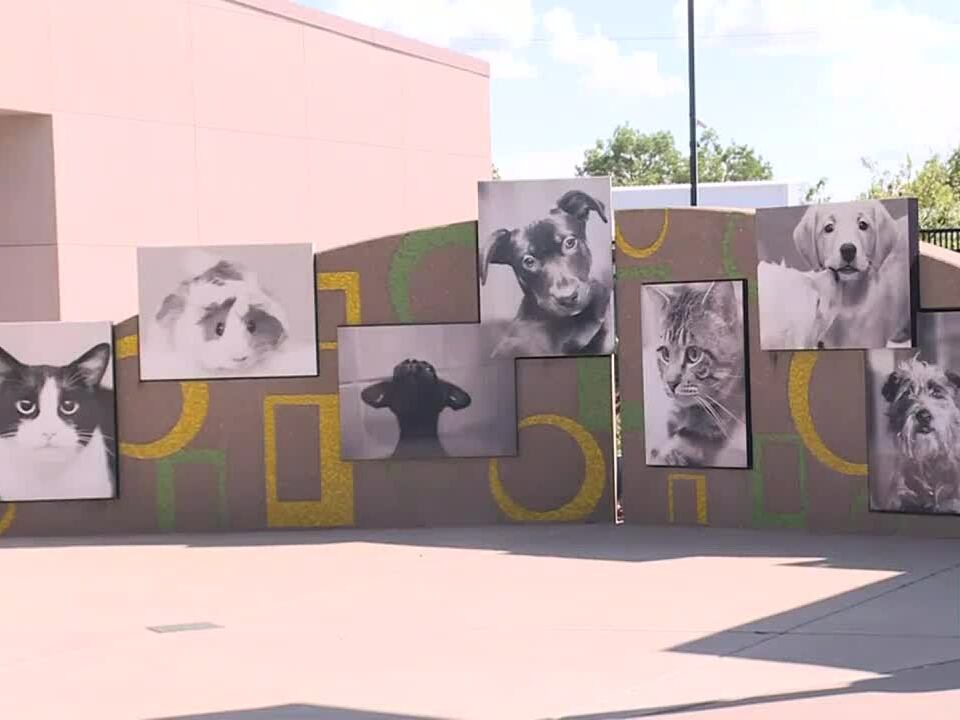Puppies Discovered in Duffle Bag in East Wichita, One Lost Life