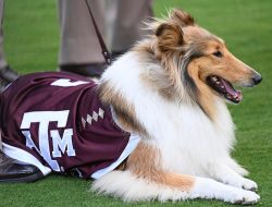 Reveille X Faces Eye Surgery After Glaucoma Diagnosis