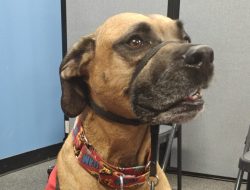 Therapaws Spread Joy and Inspire Young Readers