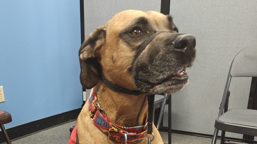 Therapaws Spread Joy and Inspire Young Readers